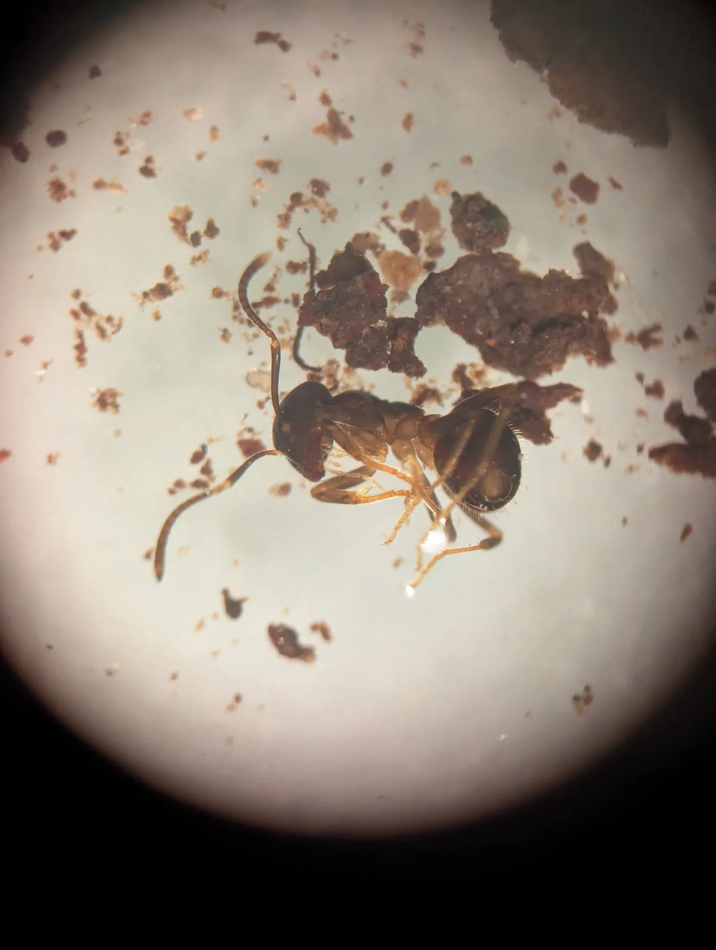 Insect specimen under the microscope